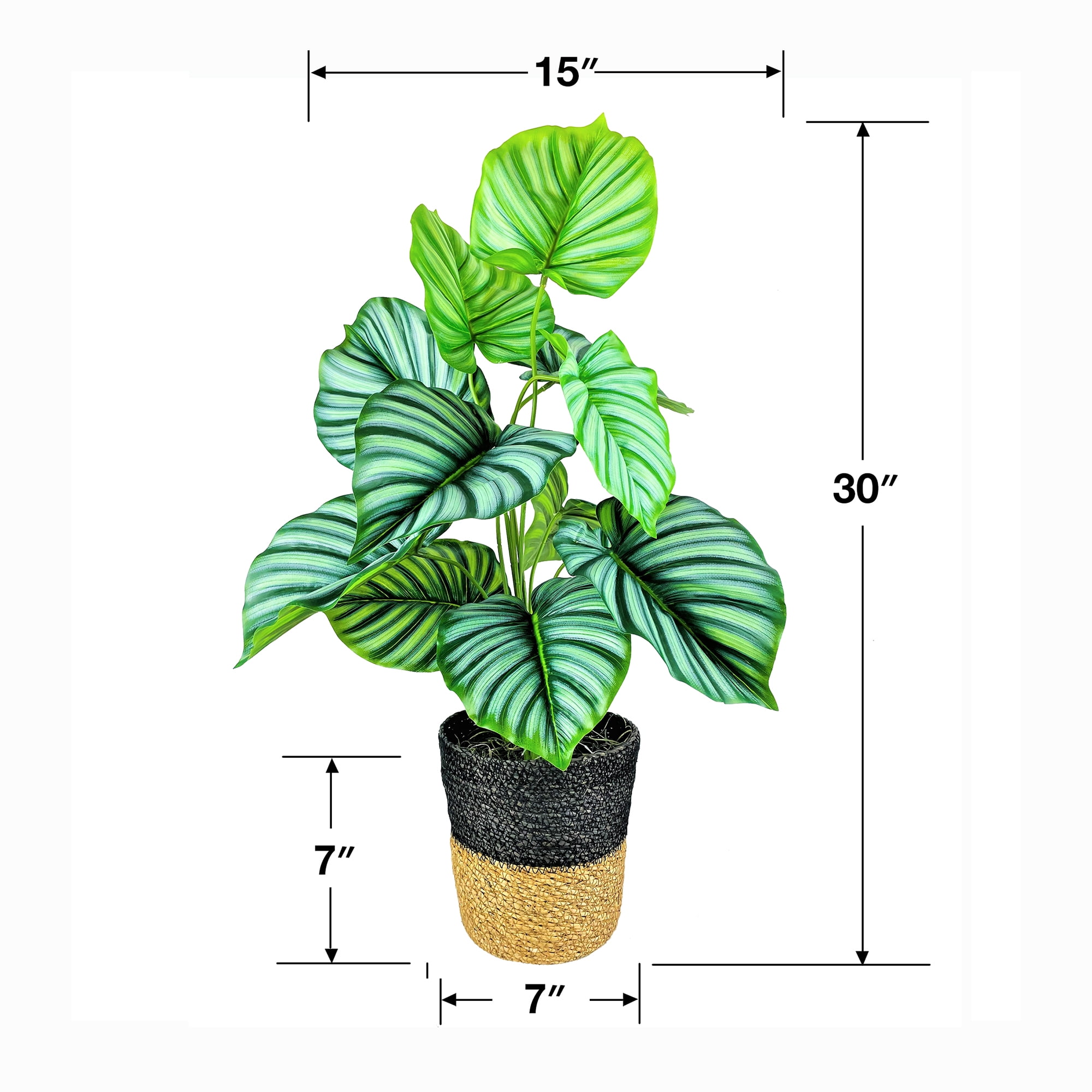 LCG Florals Artificial Plant, Prayer Plant, 2.5 ft, Two-Tone Decorative Handwoven Basket