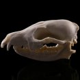 thumbnail image 6 of Lowrie Skull Resin Teaching Skeleton Model Aquarium, 6 of 8