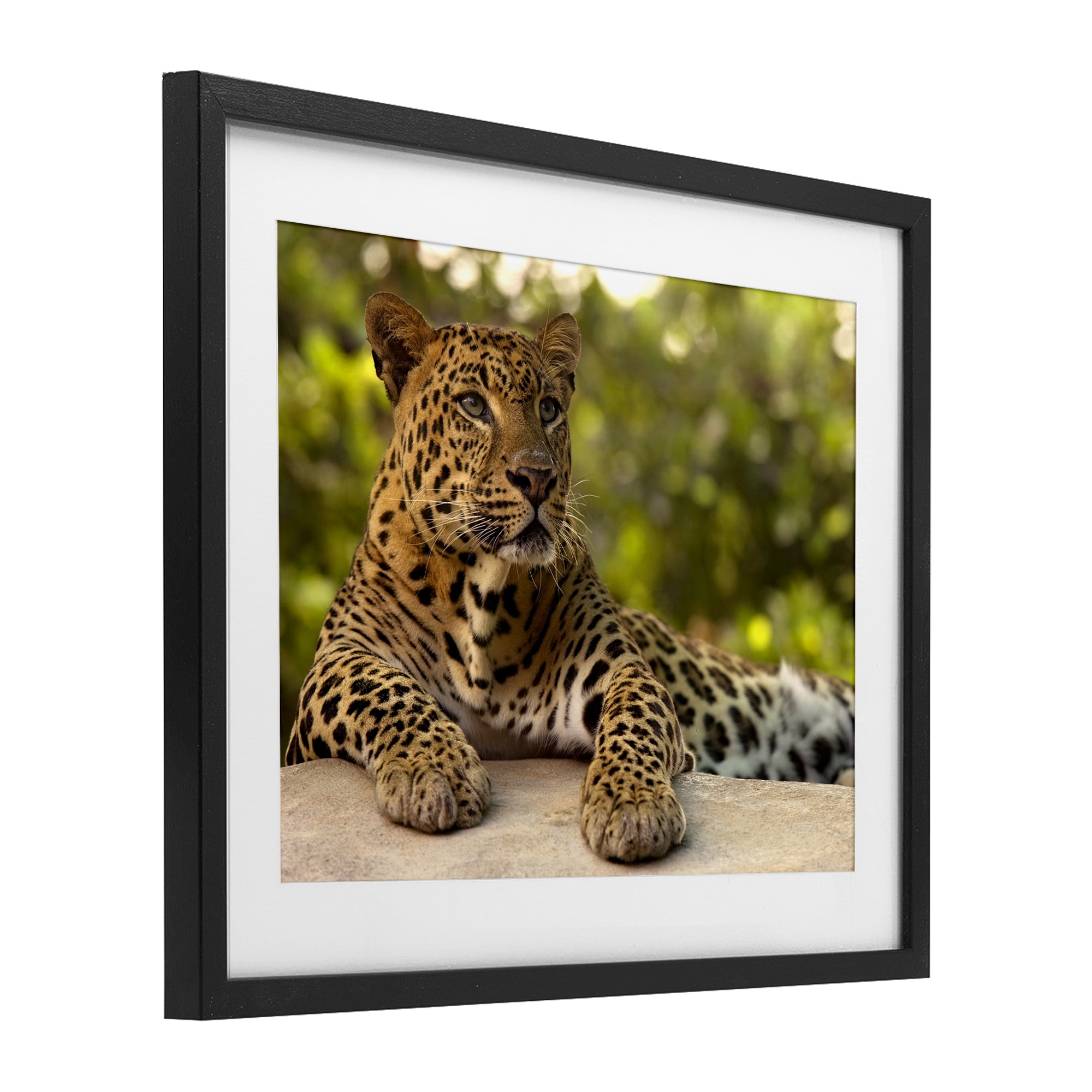 Leopard Gazing Relaxation Black Framed Print Under Glass, design by MJ Photography