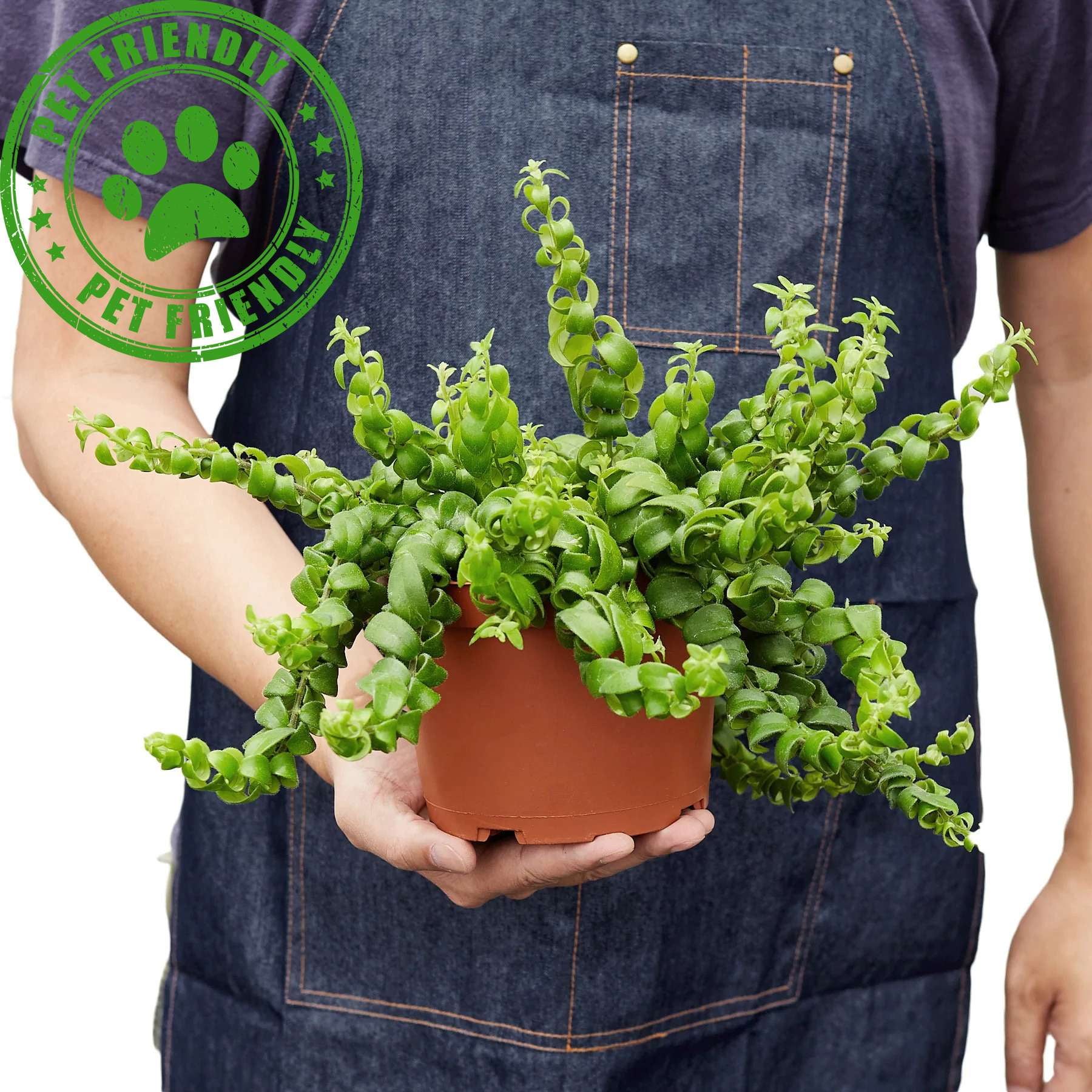 Curly Lipstick Plant!  Live Plant for Indoor | Different Houseplants in 4'' & 6'' Pot | Real House Plant for Living Room, Office, Desk & Bathroom | Aeschynanthus radicans
