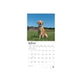 thumbnail image 2 of Labrador Retrievers, Yellow 2022 Square (Other), 2 of 3