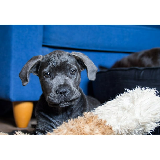 LAMINATED POSTER Animals Pet Dog Cute Cane Corso Puppy Animal Poster Print 24 x 36