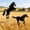 Black, variant on Set of 2 Outdoor Metal Horse Ground Stake Decorations – Vintage Garden Yard Lawn Decor for Lawn, Patio & Outdoor Scene Art Black