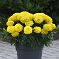 thumbnail image 4 of Expert Gardener 1PT French Marigold Various Colors Live Plant, 4 of 5
