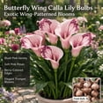 thumbnail image 2 of Calla Lily Bulbs,Low Maintenance - Easy Grow - Ideal For Beds Borders, Plant Pots & Planters, 2 of 5