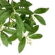thumbnail image 4 of Jarrón de hojas de eucalipto de plantas simuladas, arreglo floral, accesorios de hojas verdes, ajuste de fiesta festiva, decoración del hogar, 4 of 4