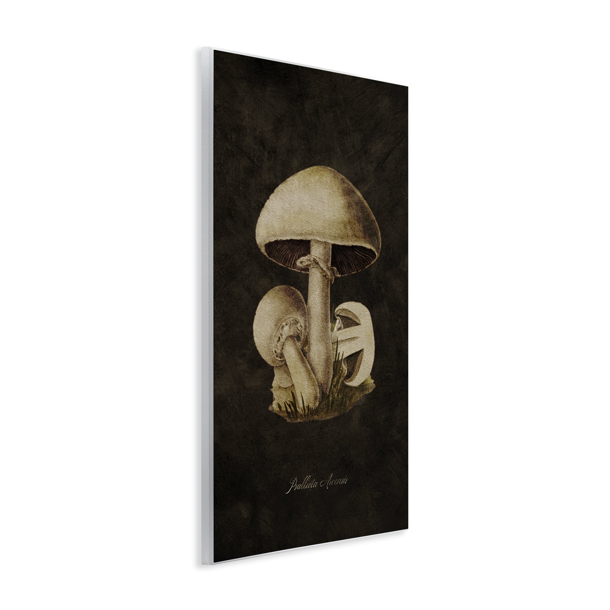 Stupell Industries Portobello Mushroom Study Plants & Flowers Painting Unframed Art Print Wall Art, 13 x 19