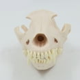 thumbnail image 4 of Yokua Dog Skull Model Realistic Dog Skeleton Head Model Realistic Dog Head Bone, 4 of 11