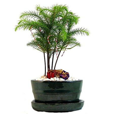 norfolk island pine christmas bonsai tree ornaments norfolk island pine christmas bonsai tree ornaments