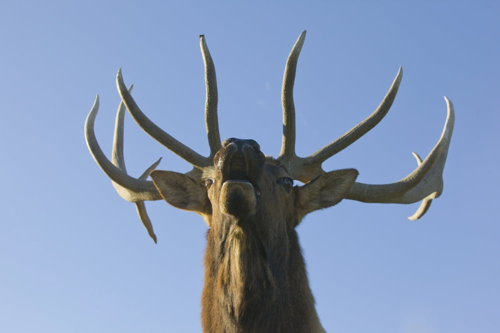 Close Up View Of A Rocky Mountain Bull Elk Bugling During The Autumn Rut At The Alaska Wildlife Conservation Center Near Portage Southcentral Alaska Captive Canvas Art - Doug Lindstrand Design Pics (