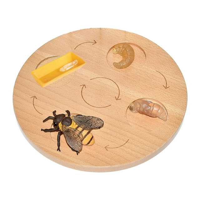 HILABEE Life Cycle Board Biology Science Teaching Materials Puzzle Sensory Toy for Age 3 bee