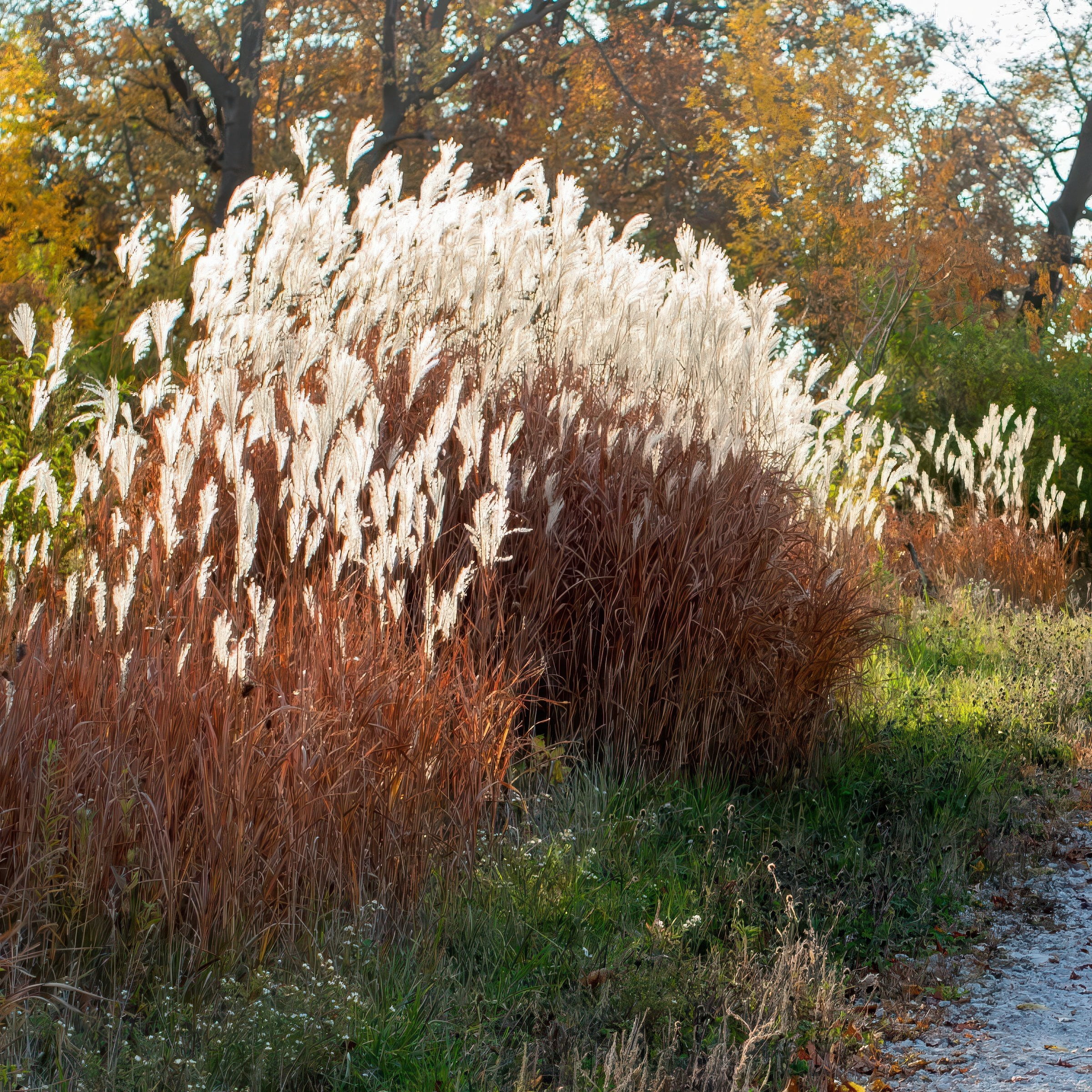 National Plant Network 4 in. Miscanthus Flame Grass Purpurascens (3-Pack)