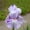 C, variant on Beautiful Rainbow Iris-Gift Garden-Home Decoration-Bloom Year After Year-(Non-Artificial)-Ornamental-Premium Garden Stakes