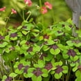 Oxalis Iron Cross Good Luck Plant (20 Bulbs)