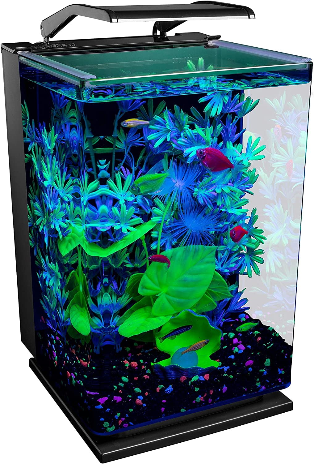 glofish cycle light