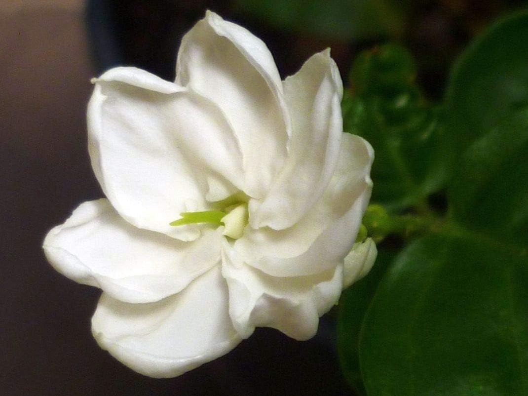 Sambac Jasmine Plant  3 Live Plants  Jasminum Sambac  Fragrant White Blooms  Ideal for Indoor & Outdoor Planting  Aromatic Addition to Gardens & Patios  Lush & Decorative Foliage