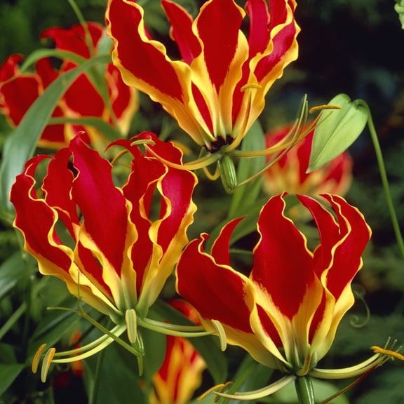 Van Zyverden Gloriosa Rothschildiana 3 Plant Roots Multicolor Shade Perennial Deer Resistant 1 lb