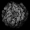 thumbnail image 3 of Carson, Brian 20x20 Black Modern Framed Museum Art Print Titled - Black and White Chrysanthemum, 3 of 5