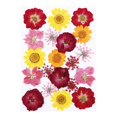 thumbnail image 1 of Flores secas prensadas, flores secas reales, flores secas mixtas decorativas para hacer joyas, manualidades de resina epoxi, arte de uñas, 1 of 9