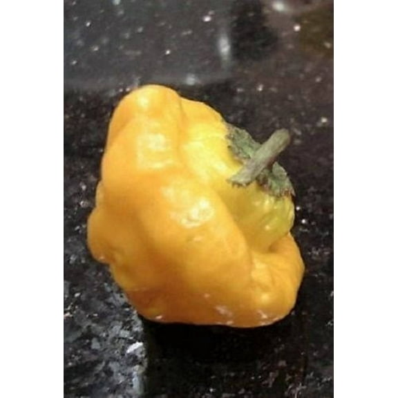 40 Seeds Yellow JAMAICAN HOT PEPPER Capsicum Annuum Scotch Bonnet Vegetable