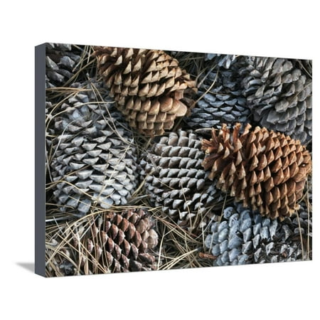 David Cone Hand Signed - Ponderosa Pine Cones (Pinus Ponderosa), Lassen National Park, California, USA Stretched Canvas Print Wall Art By David Cobb
