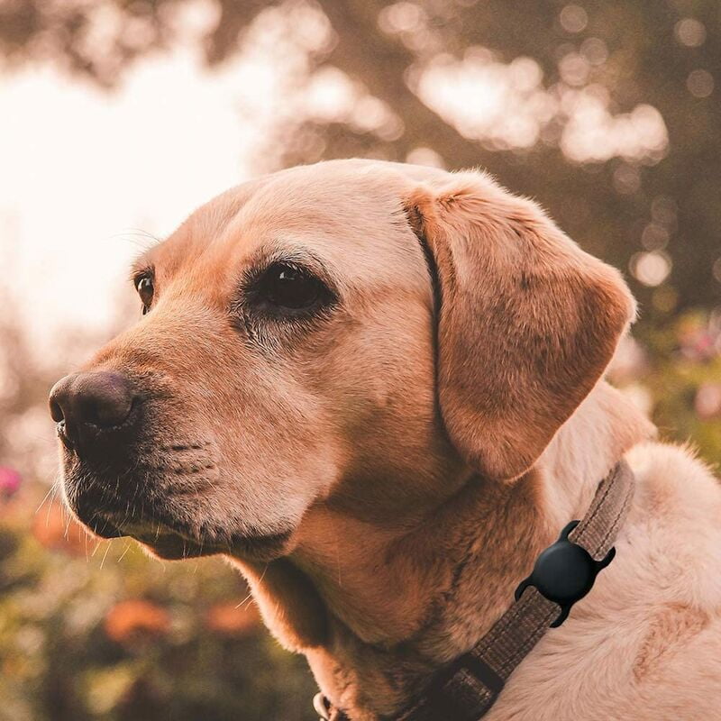 Dog collar tag holder hot sale