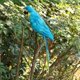 thumbnail image 4 of Artificial Feather Blue Birds Parrot Craft Taxidermy Home Art Decor Ornament, 4 of 5