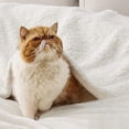 thumbnail image 2 of GentleSoft Sherpa Fleece Blankets Queen Size for Bed - Thick and Warm Throw for Women and Men, Soft Fuzzy Plush Queen Blanket for Winter, Cream, 90x90 Inches, 2 of 7