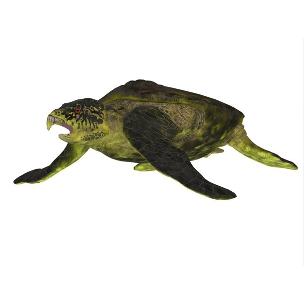 Archelon Sea Turtle On White Background Poster Print By Corey Ford Stocktrek Images Walmart Com Walmart Com