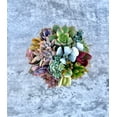 thumbnail image 2 of Pixie Paradise Live Succulent Arrangement 6 inch, 2 of 5