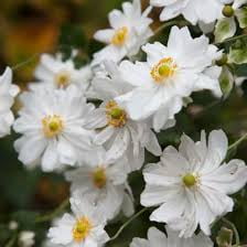 Anemone x hybrida 'Whirlwind'–Japanese Anemone–Attracts Pollinators 1 Gallon