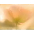 thumbnail image 2 of Allen, Kimberly 32x25 White Modern Wood Framed Museum Art Print Titled - Golden Poppy, 2 of 4