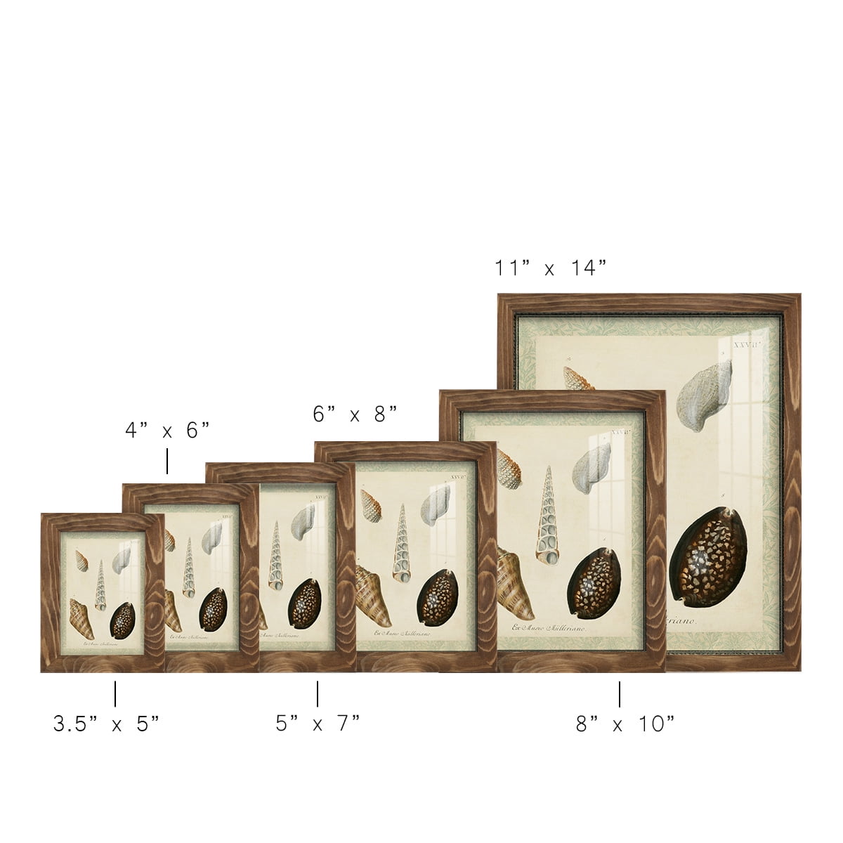 Bookplate Shells IX - Framed Print w/glass - Walnut