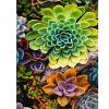 thumbnail image 1 of Taladro cuadrado completo hecho a mano 5D suculentas planta dibujo Kit DIY diamante pintura Likrtyny Arte deco, 1 of 9