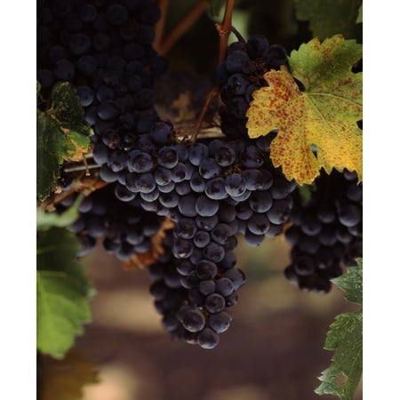 Cabernet sauvignon grapes in vineyard Wine Country California USA Canvas Art - Panoramic Images (36 x