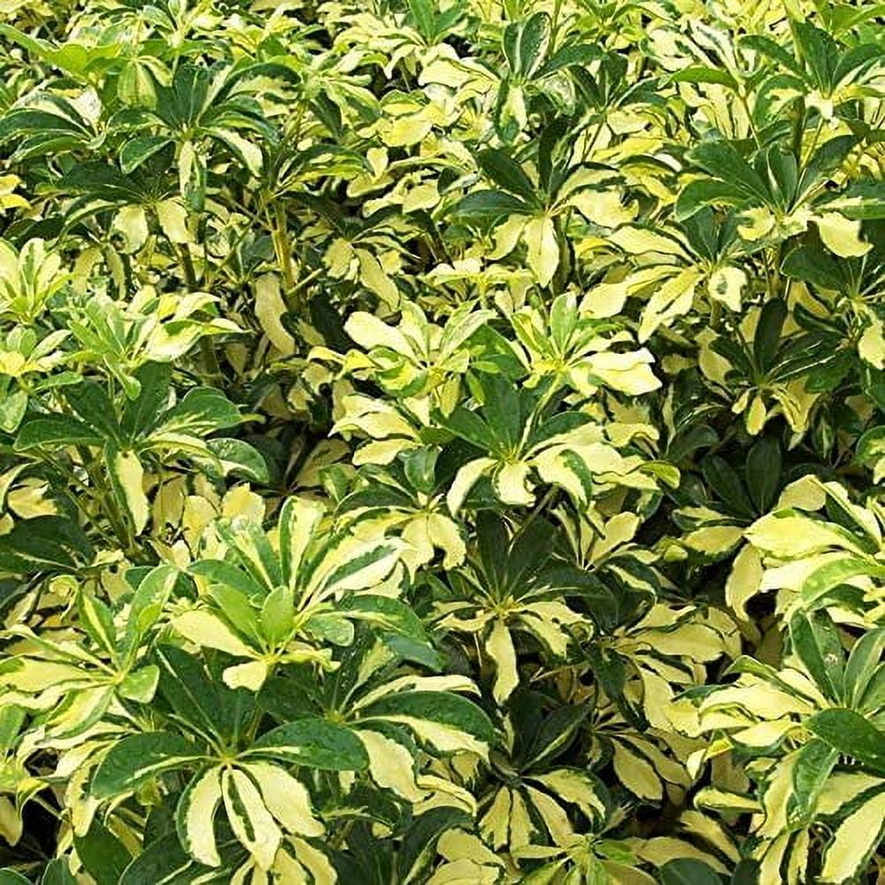 Arboricola Variegated Trinette  2 Extra Large 3 Gallon Plants  Schefflera arboricola 'Trinette'  Lush Foliage  Indoor/Outdoor Versatility