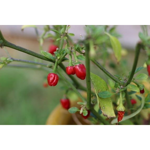 Pepper Seeds -Hot Chiltepin Pepper -10 Seeds- Wild Chile - Super Hot Spicy Flavor- All Natural - Vegetable Garden Historic Heirloom