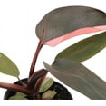 thumbnail image 4 of American Plant Exchange Pink Princess Philodendron, Live Exotic Plant, 4-Inch Pot, Vining Easy Care Houseplant, 4 of 6