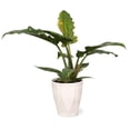 thumbnail image 2 of (2 pack) Wild Interiors Live Indoor Fancy Philodendron Assorted in 5" Decorative Fiber Clay Pot, 2 of 7