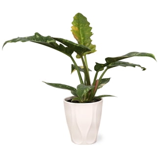 Alocasia Scalprum, 4" Plant, The Plant Farm - Walmart.com