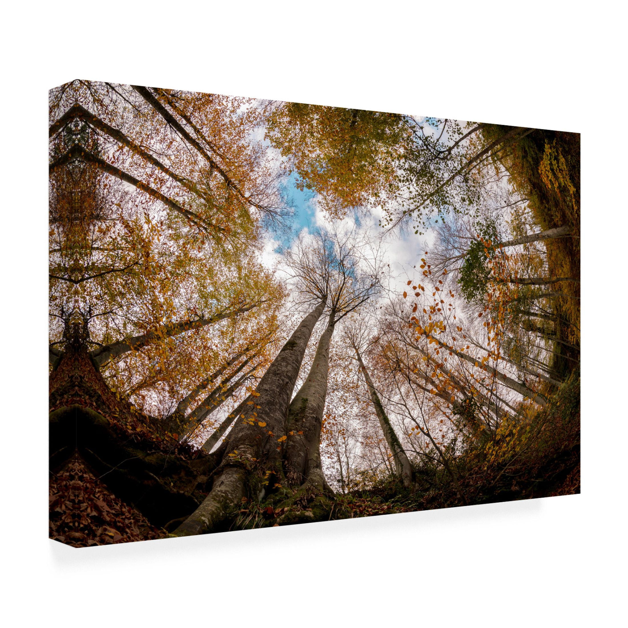 Canvas Wall Art - Hakime Kucuk 'Forest' Wall Art for Living Room, Bedroom, or Office Décor by Trademark Fine Art - 47 x 30 Inches
