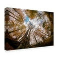 thumbnail image 4 of Canvas Wall Art - Hakime Kucuk 'Forest' Wall Art for Living Room, Bedroom, or Office Décor by Trademark Fine Art - 32 x 22 Inches, 4 of 4