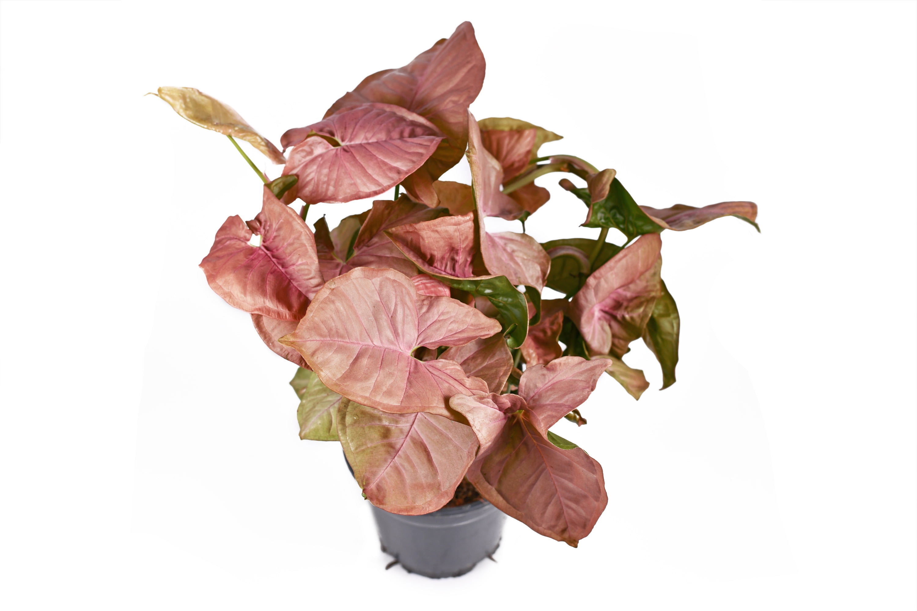 4 in. Syngonium Neon Robusta Live Houseplants with Bright Indirect Sunlight - 3 Piece