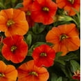 thumbnail image 3 of Expert Gardener 1.5gal Orange Calibrachoa Live Annual Plant Hanging Basket Sun, 3 of 6