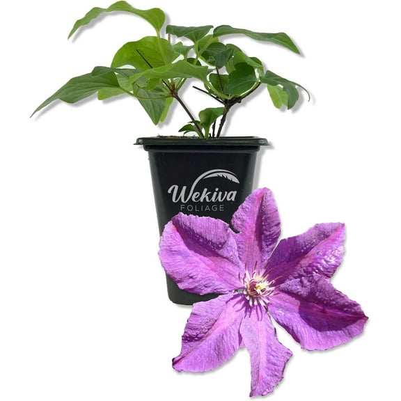 Clematis Etoile Violette - Live Starter Plant in a 2 Inch Growers Pot - Starter Plants Ready for The Garden - Rare Clematis for Collectors