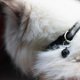 thumbnail image 5 of Collar para Gatos Mr. Pets, Reflectante, Ajustable negro Unitalla, 5 of 5