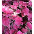 thumbnail image 2 of 2 Caladium ‘Sizzle’ Bulbs for Planting, Pink Green Caladium Tubers for Indoor or Outdoor Garden, 2 of 4