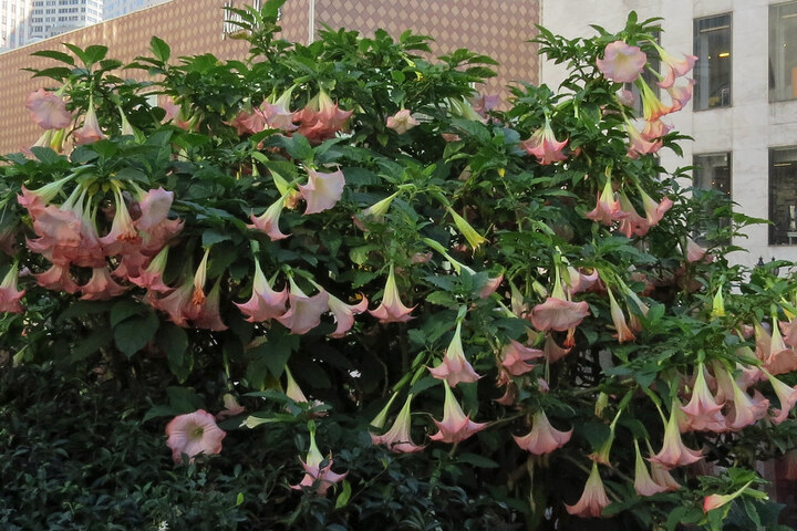 Pink Angel's Trumpet – Fragrant Flowering Live Plant for Garden & Landscape