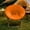 Orange, variant on JZCHUNTOY Lazy Chair Cover, Solid Color High Elastic Milk Silk Moon Chair Slipcover, Soft Wrinkle-Resistant Stretch Protector, Durable Cover for Dorm, Office Nap Chair, Living Room Lounge Chair