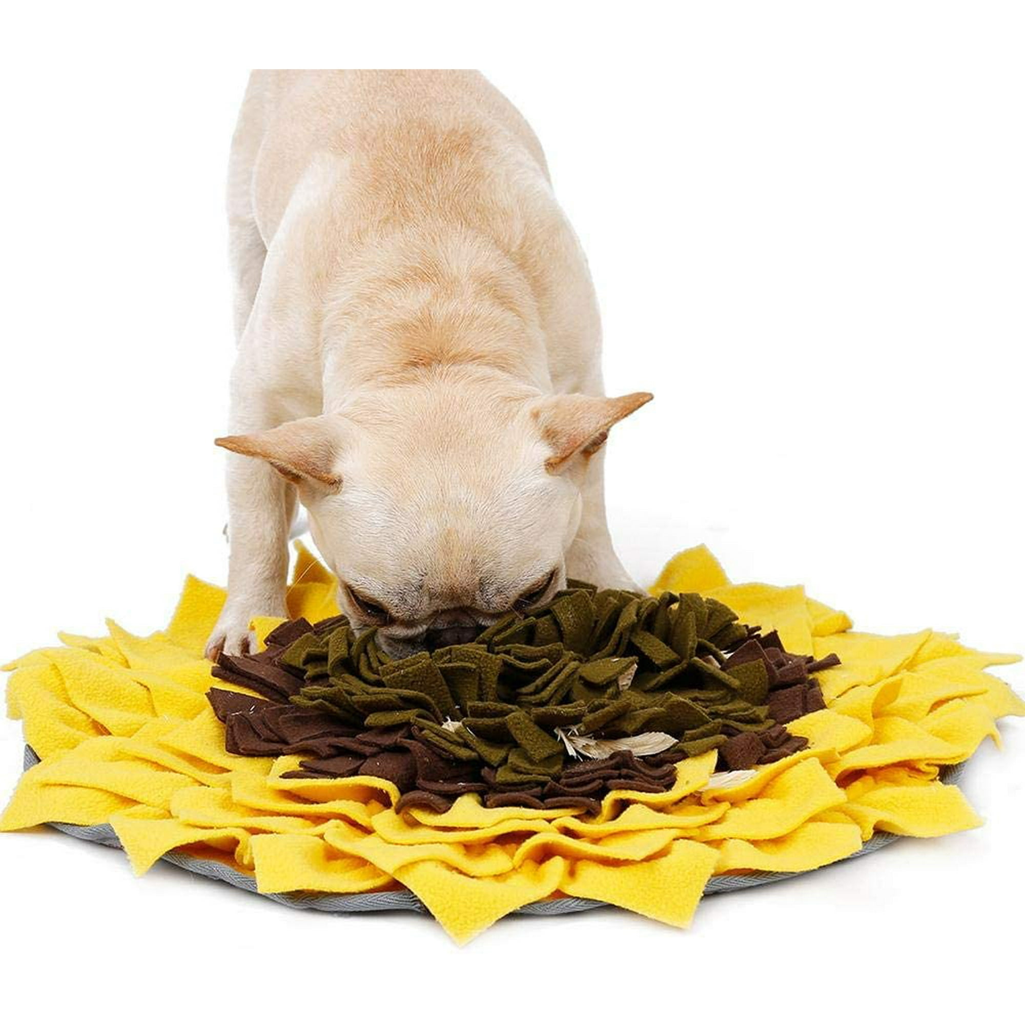 How Long After Eating Should A Dog Exercise